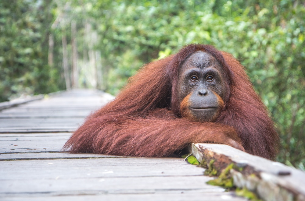 Orangutan Symbol for Palm Free, Vegan and Cruelty Free